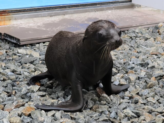 四国水族館で赤ちゃんラッシュ、アシカもイカも元気に成長中
