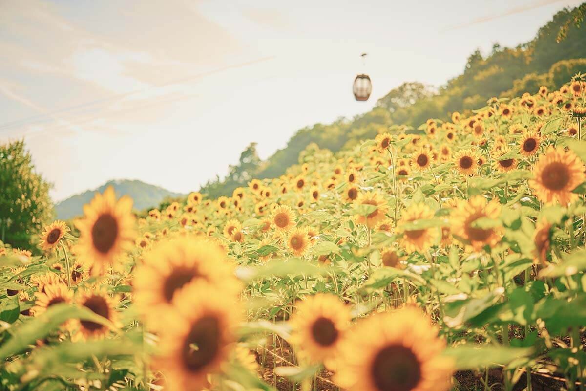 神戸を見下ろす一面のヒマワリ畑、見ごろは8月下旬まで続く