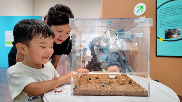 「昆虫MANIAC」オオセンチコガネの生体展示