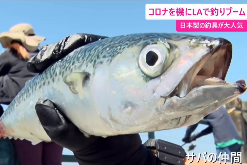 LAで釣りブーム、日本製「サビキ」がアメリカを魅了する理由【カンテレ海外特派員リポート】