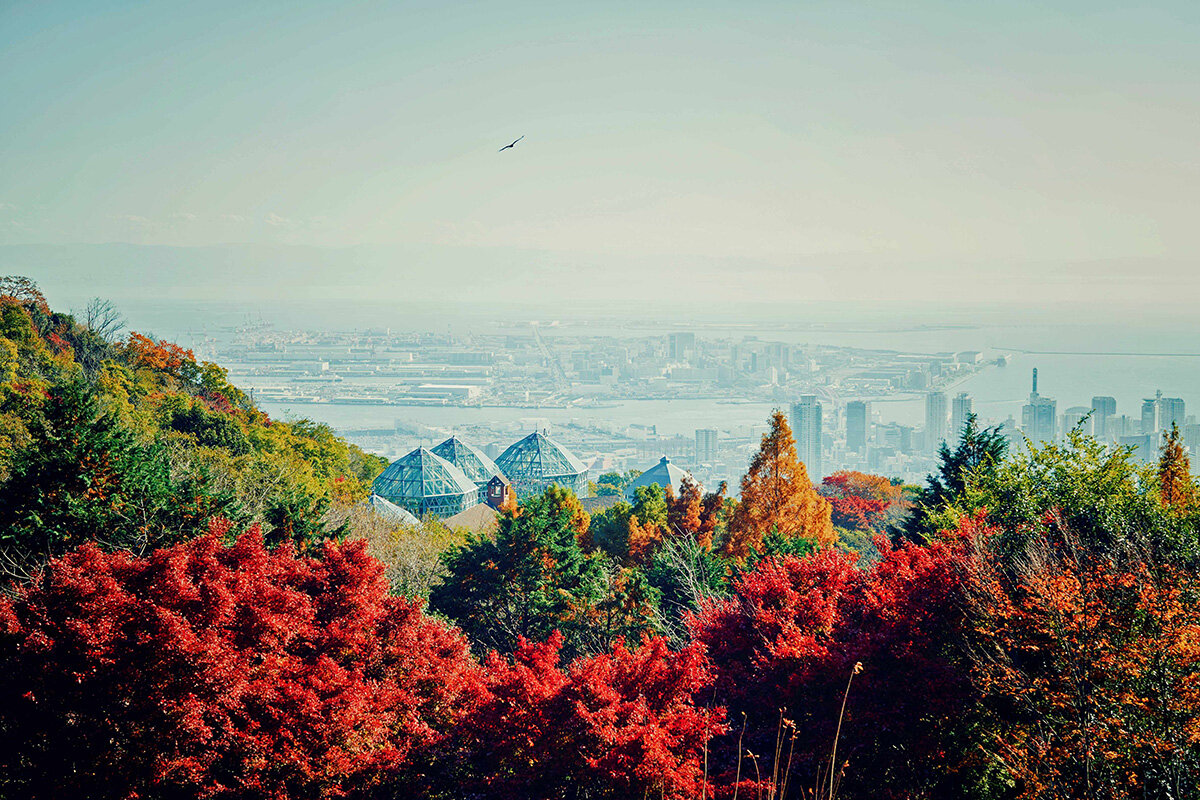 神戸布引ハーブ園の紅葉が見頃に、Xmasに映える150mの「光の回廊」も登場