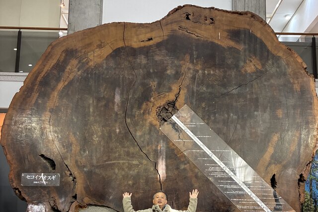 セコイアとセコイ私──豊田アナ、2000年の差を感じた秋の１日