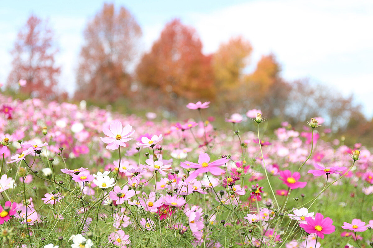 約50万本のコスモスが満開！ 大阪・堺市の体験型農業施設「ハーベストの丘」で秋を満喫