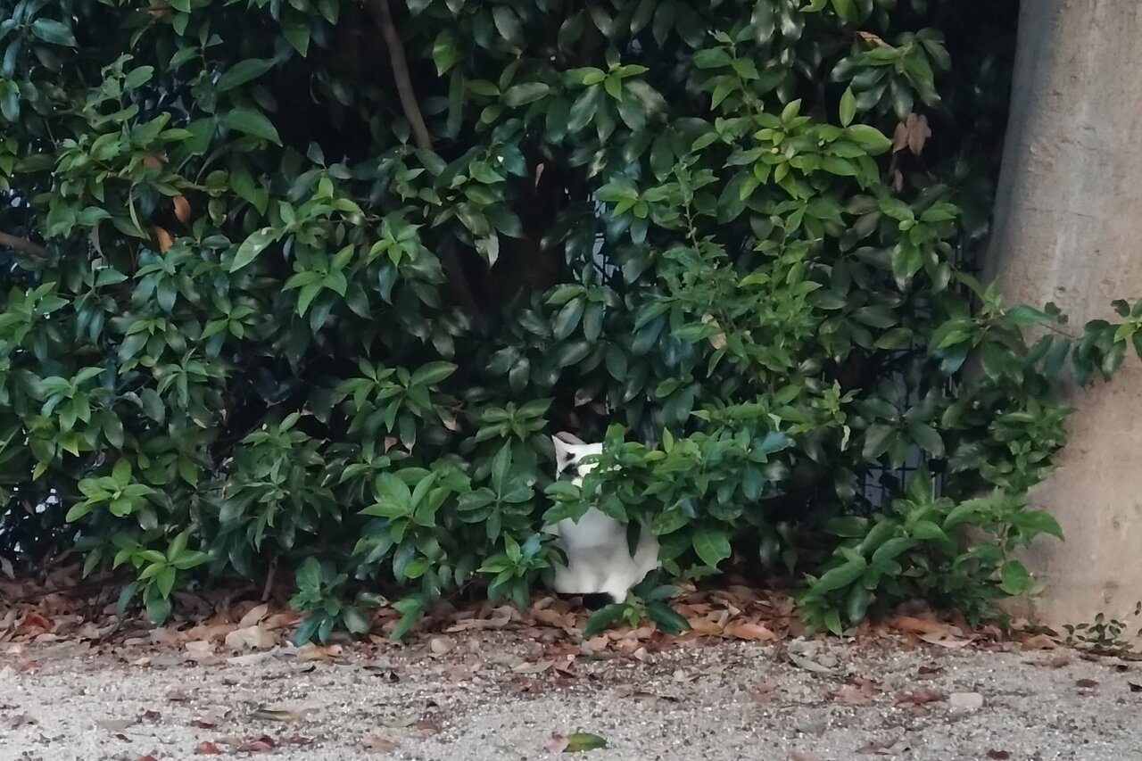 にゃんてこった！豊田アナ、招き猫の小悪魔作戦にやられる