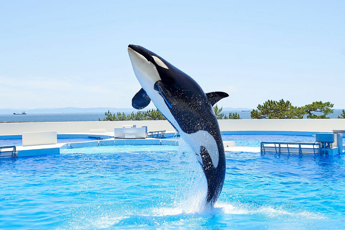 兵庫＆大阪府民は特別料金に、水族館「神戸須磨シーワールド」で開業1周年記念企画