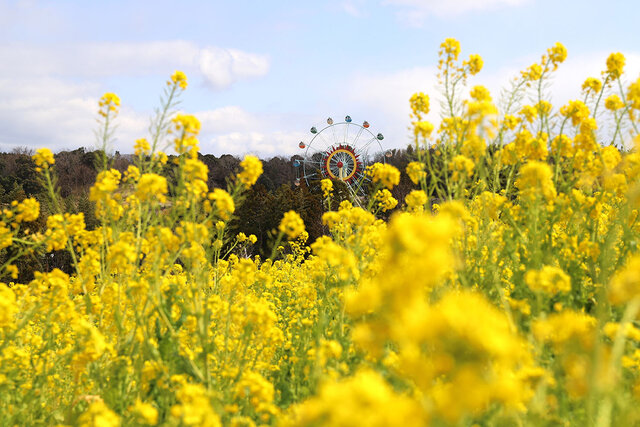 【大阪・堺市】春の訪れを告げる「菜の花」が見頃に、ハーベストの丘で50万本が開花