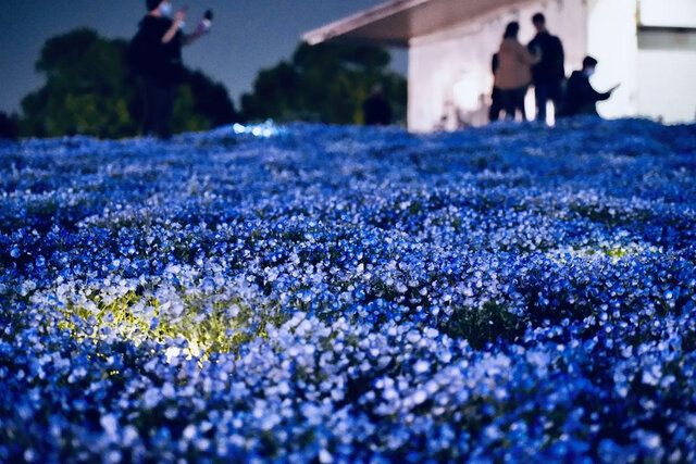 【神戸・西区】「こうべアグリパーク」にて約100万輪のネモフィラが見頃に、初のナイター営業も実施