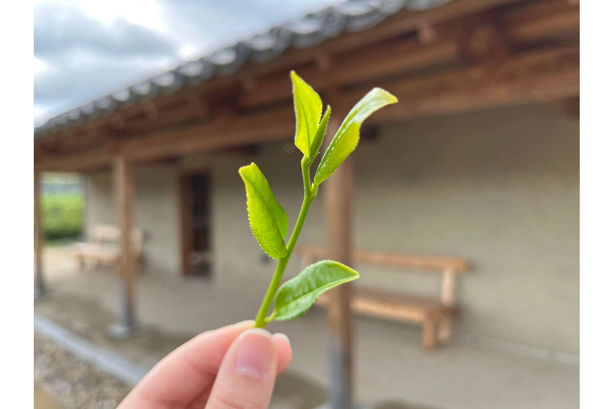 【京都・奈良・滋賀】若葉の新鮮な香りに癒やされる「一番茶」、4月下旬から楽しめるお茶摘み体験