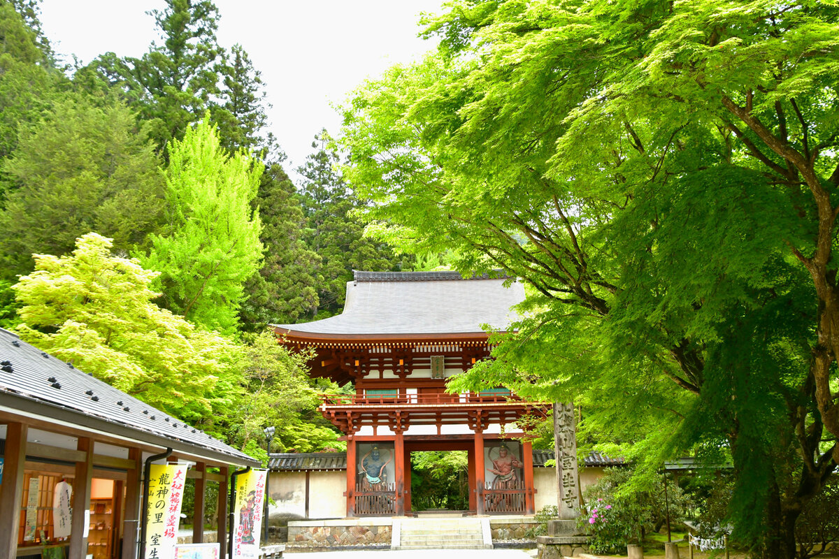 【奈良観光・2026年最新】鮮やかな青もみじに癒やされたい、奈良の新緑スポット4選