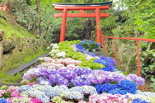【京都・長岡京】紫陽花が彩る名スポット、柳谷観音 楊谷寺で初夏の風物詩「あじさいウィーク」