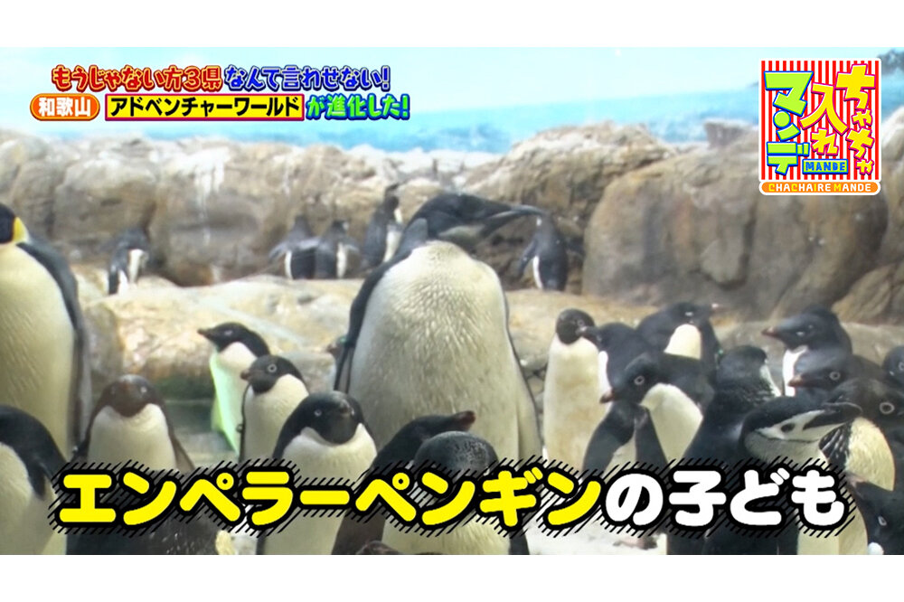 【和歌山】パンダだけじゃない！大幅リニューアルで「アドベンチャーワールド」がパワーアップ【ちゃちゃ入れマンデー】