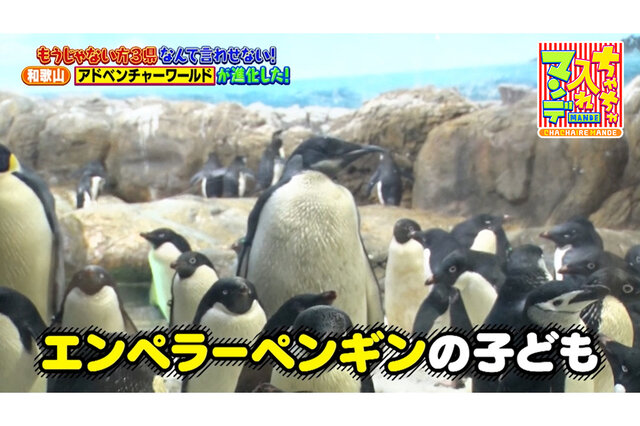 【和歌山】パンダだけじゃない！大幅リニューアルで「アドベンチャーワールド」がパワーアップ【ちゃちゃ入れマンデー】