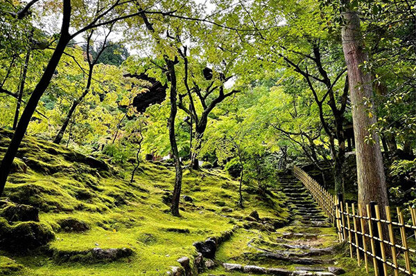 【滋賀観光・2026年最新】鮮やかな青もみじに癒やされたい、滋賀の新緑スポット４選