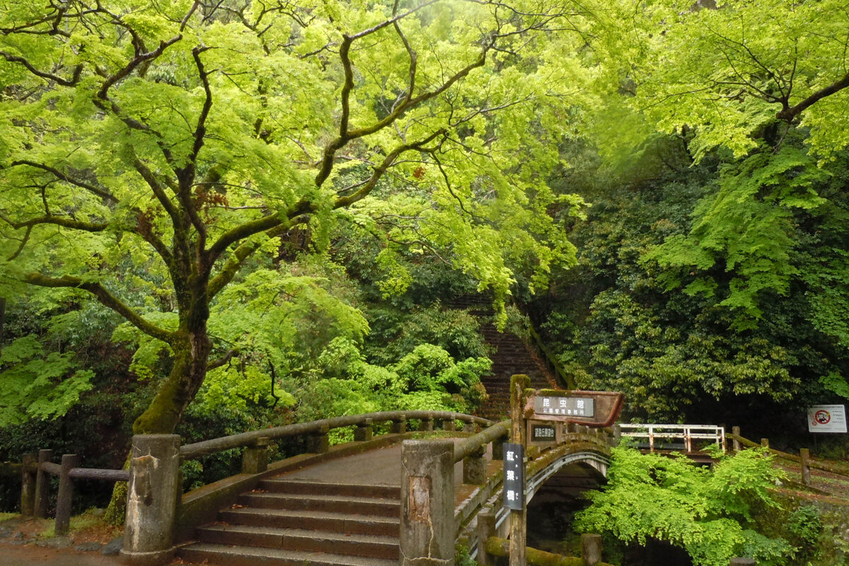 【大阪観光・2026年最新】鮮やかな青もみじに癒やされたい、大阪の新緑スポット4選