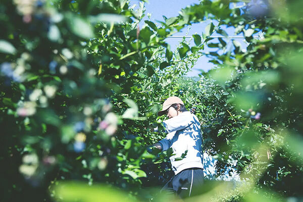 【奈良】堀内果実園で「夏のブルーベリー狩り」、摘みたてベリーでいただく“かき氷作り体験”も