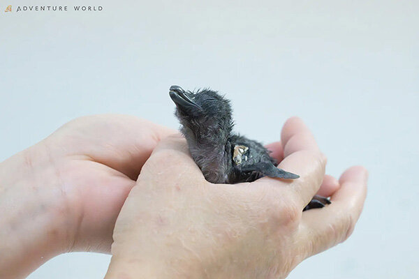 【和歌山】関西でここだけ、世界最小の赤ちゃんがアドベンチャーワールドに誕生、一般公開＆「24時間見守りカメラ」もスタート