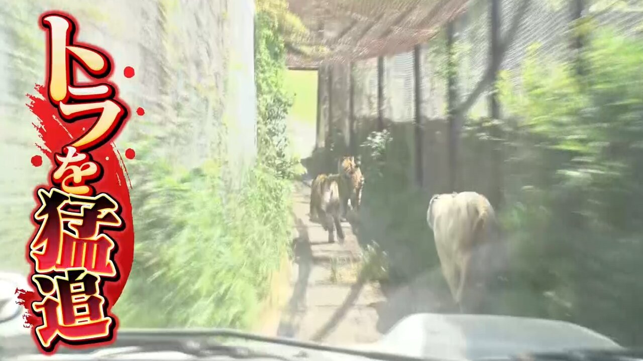 トラをジープで猛追…姫センの開園準備がワイルドすぎる あえてマニュアル車を使ってエンジンを吹かす深いワケ【ウラマヨ！】