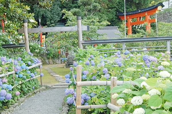 【和歌山】世界遺産・熊野那智大社で色とりどりの「紫陽花祭」開催、約3,000株のあじさいが一般公開