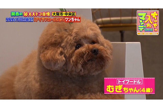 SNSで約１億回再生のトイプードル・むぎちゃん＆話題の「シカやん」　大阪で会える人気者【ちゃちゃ入れマンデー】
