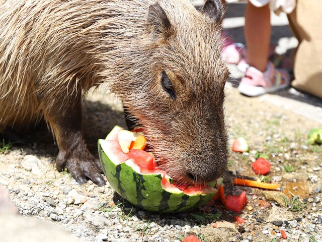 【大阪・堺市】ハーベストの丘でカピバラ＆ヤギの夏バテ対策スイカパーティー、7万本のヒマワリも見ごろ