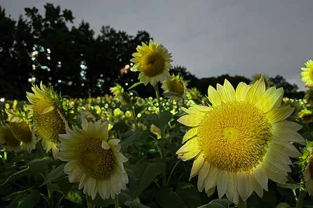 【大阪・長居植物園】夜に一面の“白いひまわり”が光と音で輝く！チームラボの夏季限定アートがスタート