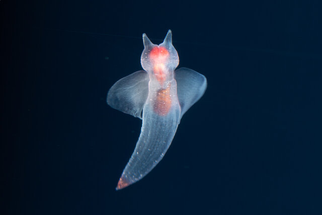 【大阪・海遊館】北極圏で採集したクリオネ約140匹がデビュー「海の小さな妖精」が大阪に涼をお届け