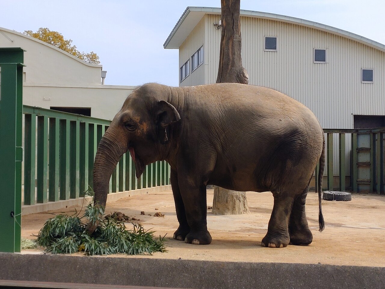 【大阪＆神戸】朝と夜でひと味違う動物園！無料コーヒーも、「モーニングZOO」と「ナイトZOO」を楽しもう