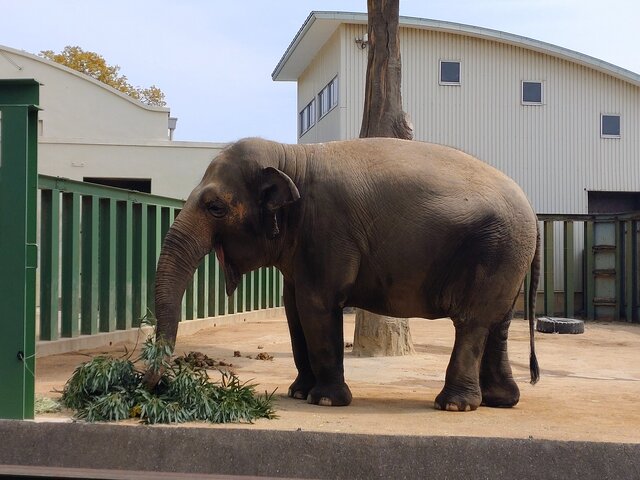 【大阪＆神戸】朝と夜でひと味違う動物園！無料コーヒーも、「モーニングZOO」と「ナイトZOO」を楽しもう