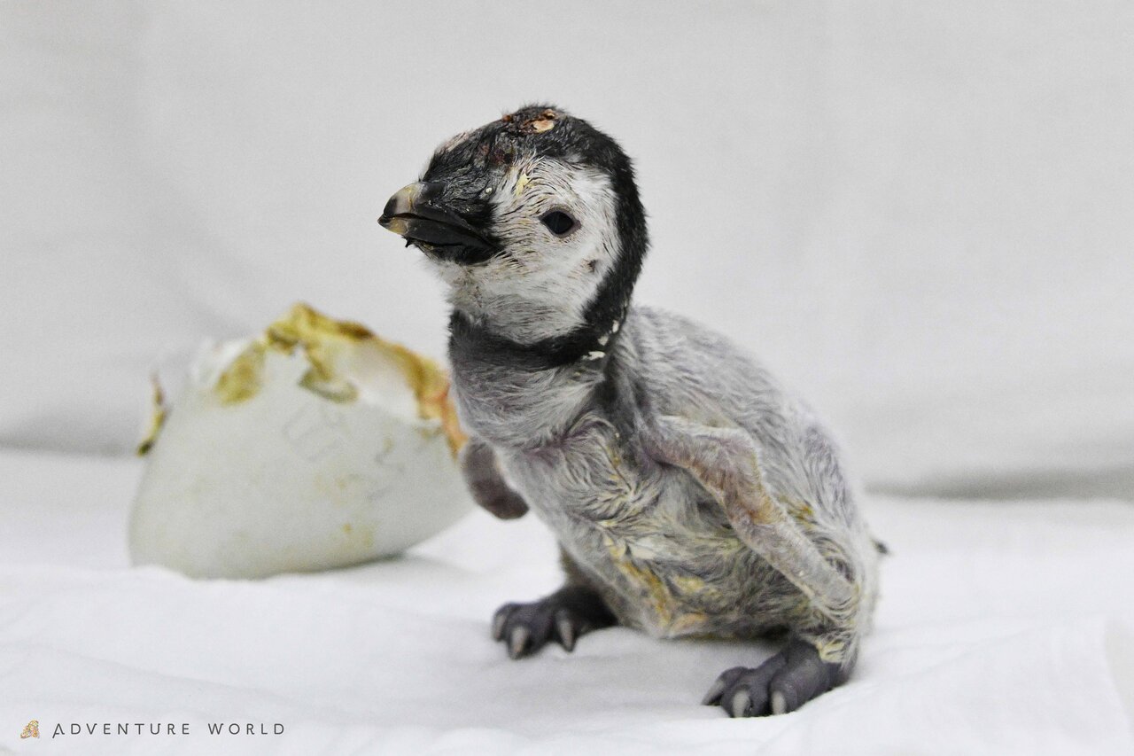 【和歌山・白浜】コウテイペンギンの「よよちゃん」1歳に！ 365日の成長をアドベンチャーワールドでお祝い