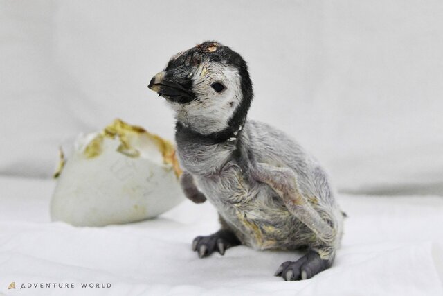 【和歌山・白浜】コウテイペンギンの「よよちゃん」1歳に！ 365日の成長をアドベンチャーワールドでお祝い