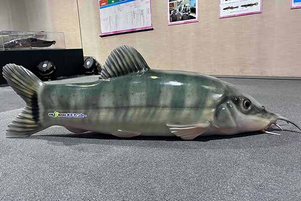 滋賀・琵琶湖で絶滅危惧種がベンチになって登場、30周年記念の琵琶湖博物館にアユモドキベンチ