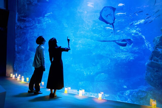【京都・神戸】夜の生きものをのぞいてみる？楽しく学んでみる？　9月に楽しみたい水族館イベント2選