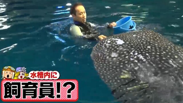 クリオネは北極の船上から目視ですくう…人気水族館「海遊館」の裏側 ジンベエザメの“水面誘導給餌”とは【ウラマヨ！】