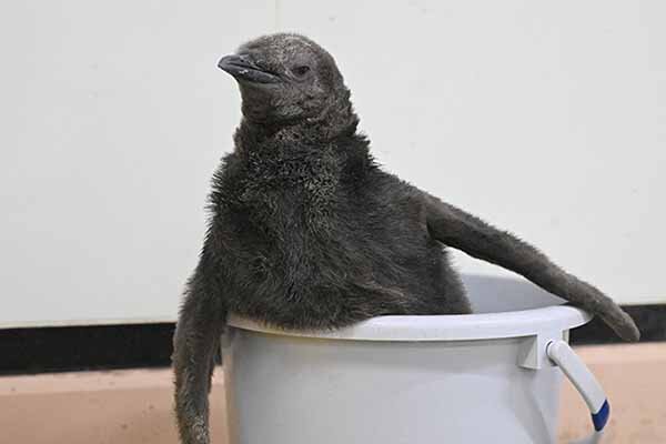 【天王寺・姫路・白浜】関西の動物園で赤ちゃんが続々誕生！ 今しか見られない愛らしい姿に注目