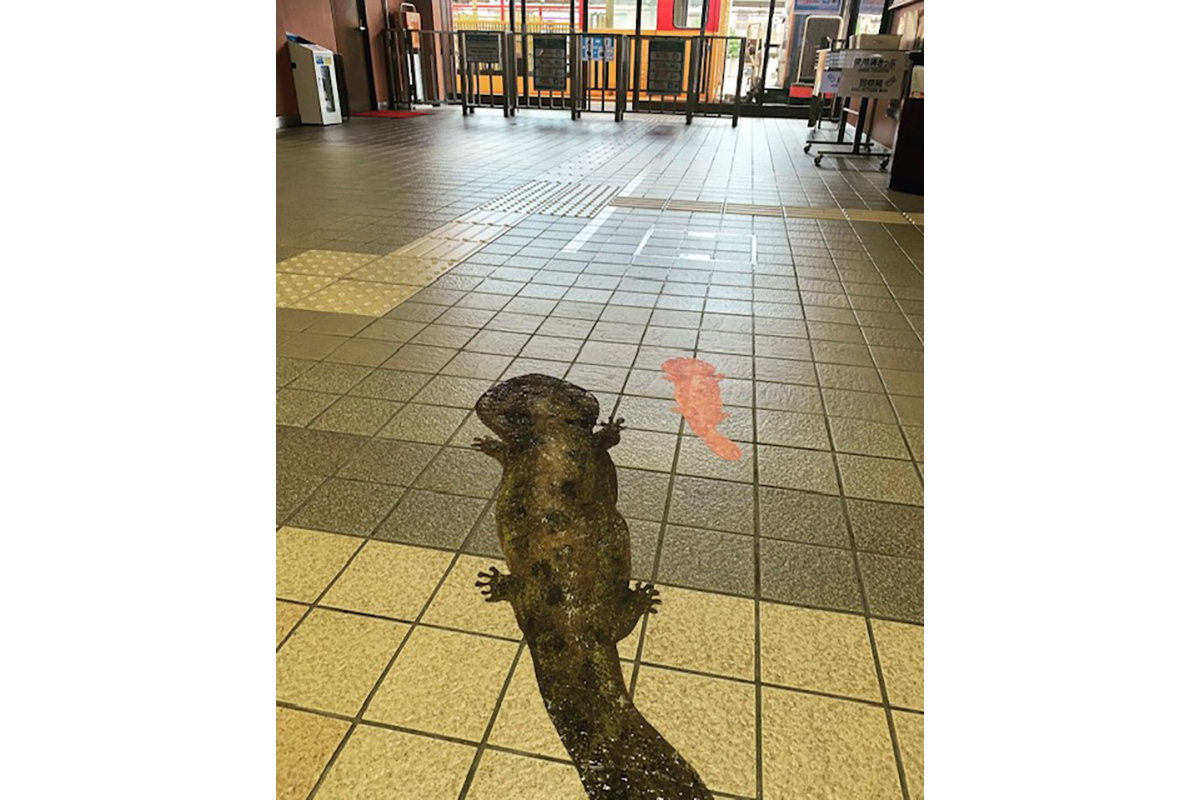 トロッコ嵯峨駅、トロッコ亀岡駅は、オオサンショウウオのシールで装飾される予定（提供：嵯峨野観光鉄道）
