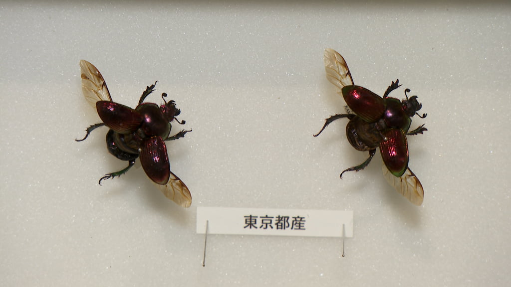 特別展「昆虫MANIAC」の展示