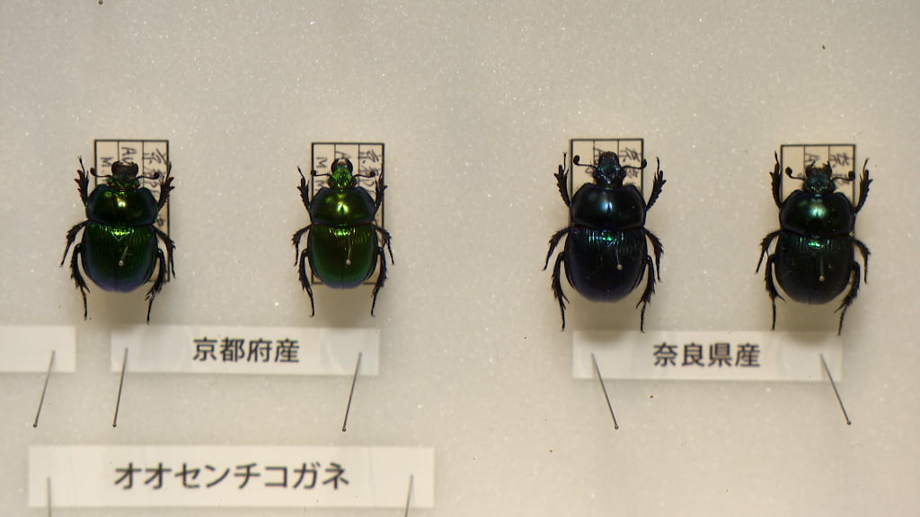 特別展「昆虫MANIAC」の展示