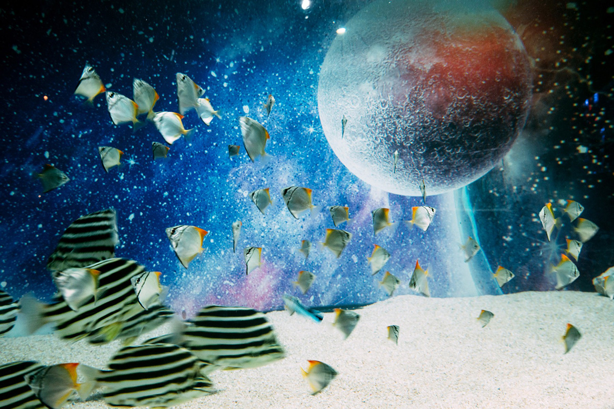 「ひらかたパーク」（大阪府枚方市）の没入型アクアリウム「プラネットアクア・ポート ～UNDER WATER SPACE～」（イメージ）