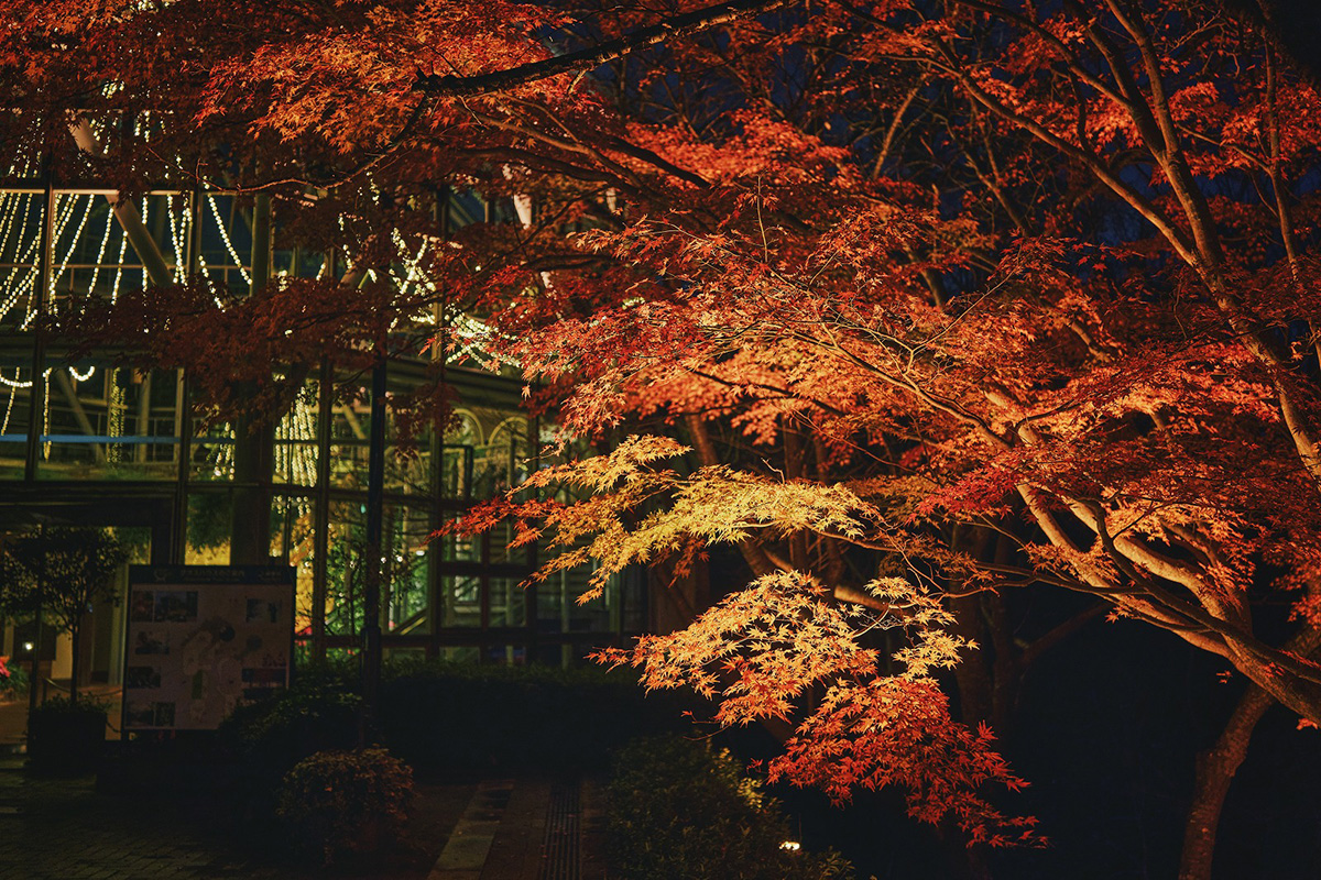 「布引の紅葉」のライトアップとグラスハウス(温室)のイルミネーション(提供写真)