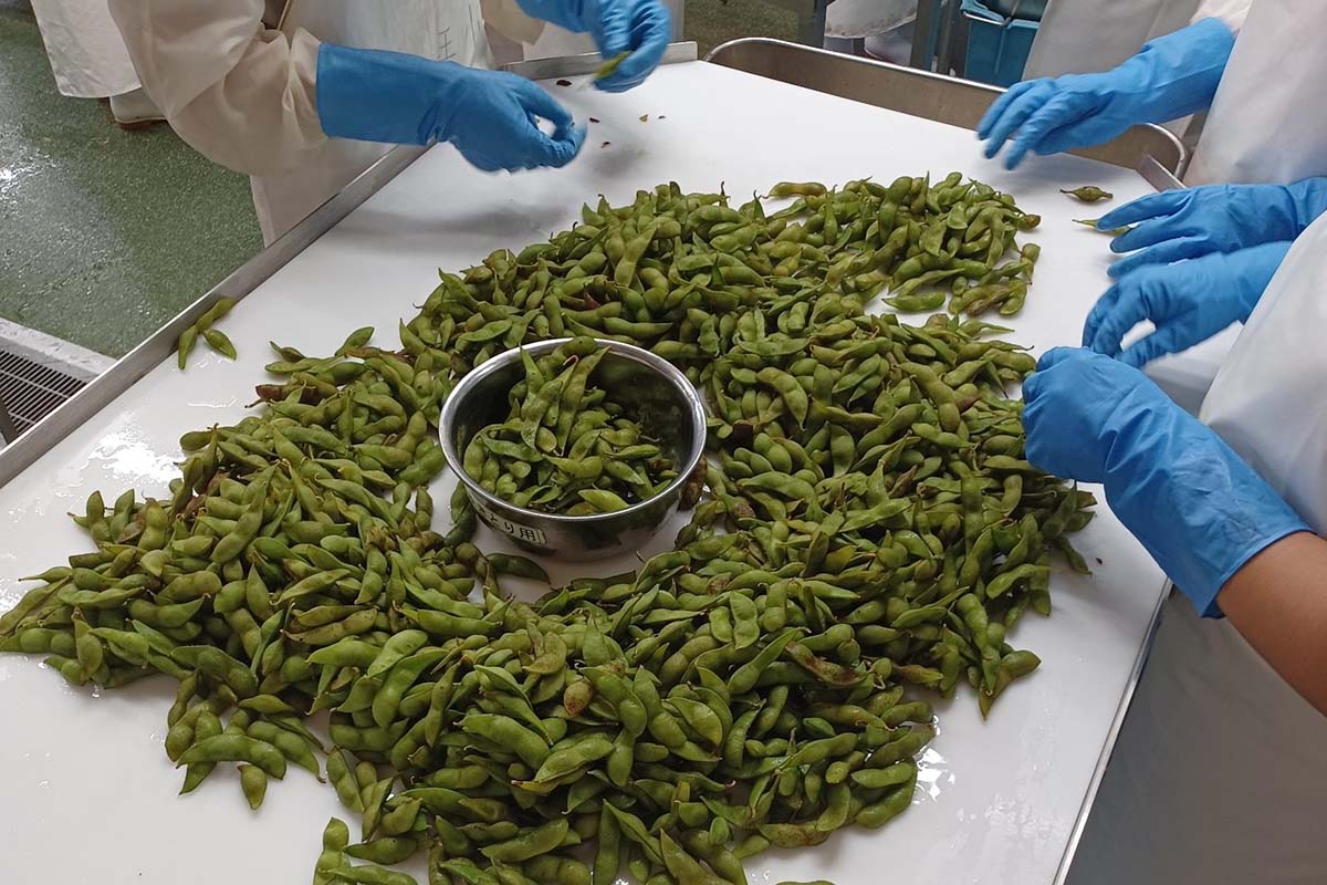 枝豆の選別作業