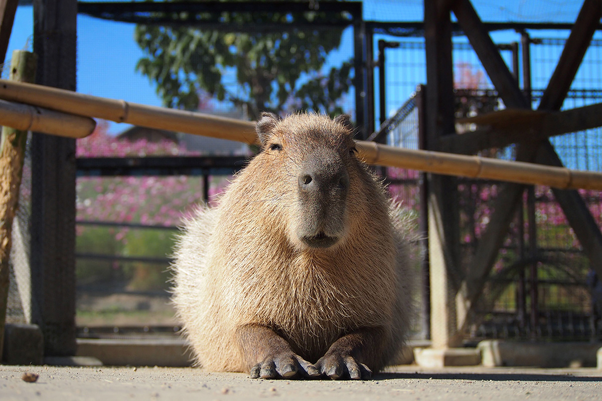 「堺・緑のミュージアム ハーベストの丘」（堺市南区）のカピバラ（提供写真）