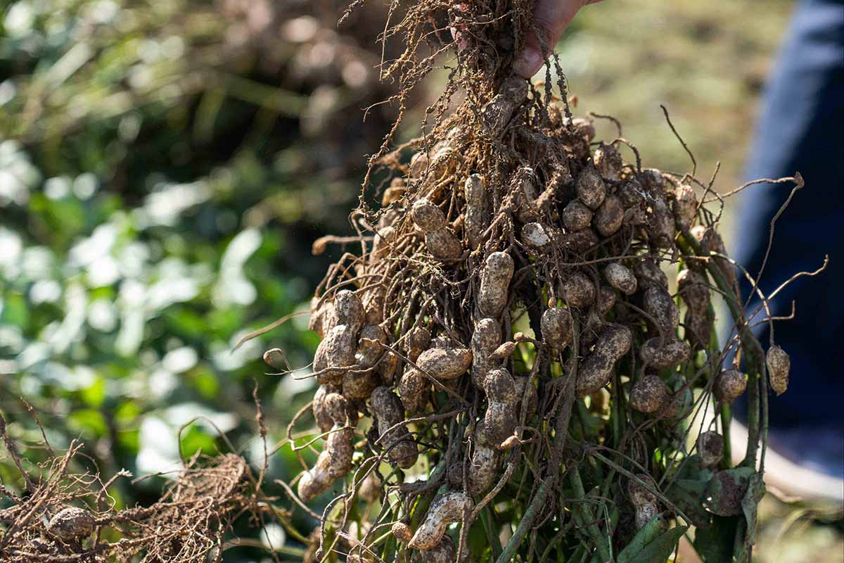 落花生の加工を手掛ける「豆処いけみや」によるこだわりの豆