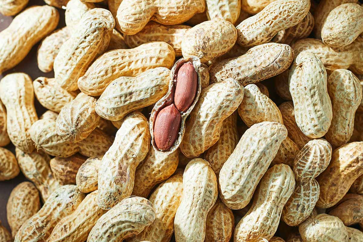 落花生の加工を手掛ける「豆処いけみや」によるこだわりの豆