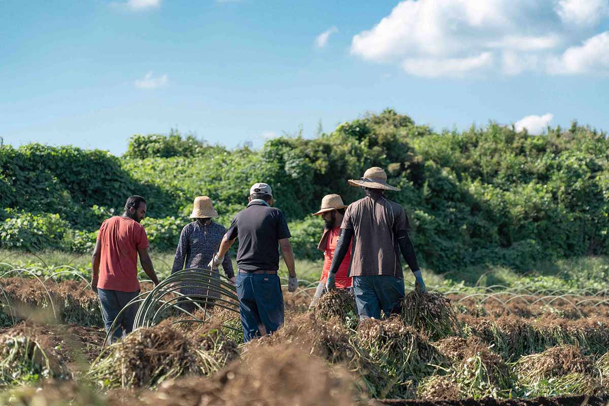 落花生の加工を手掛ける「豆処いけみや」によるこだわりの豆