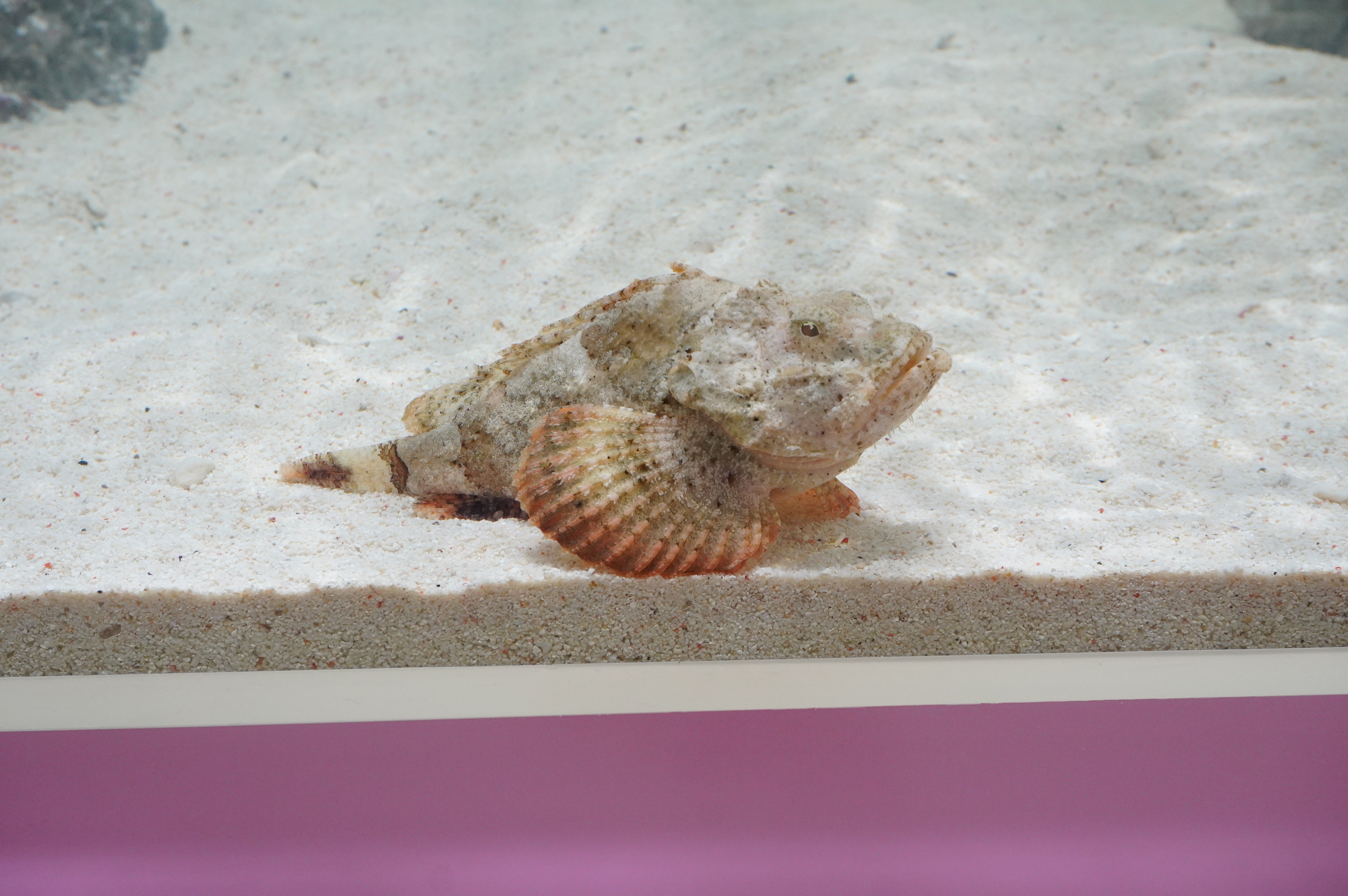 多種多様な毒を持つ生き物をじっくり観察できる