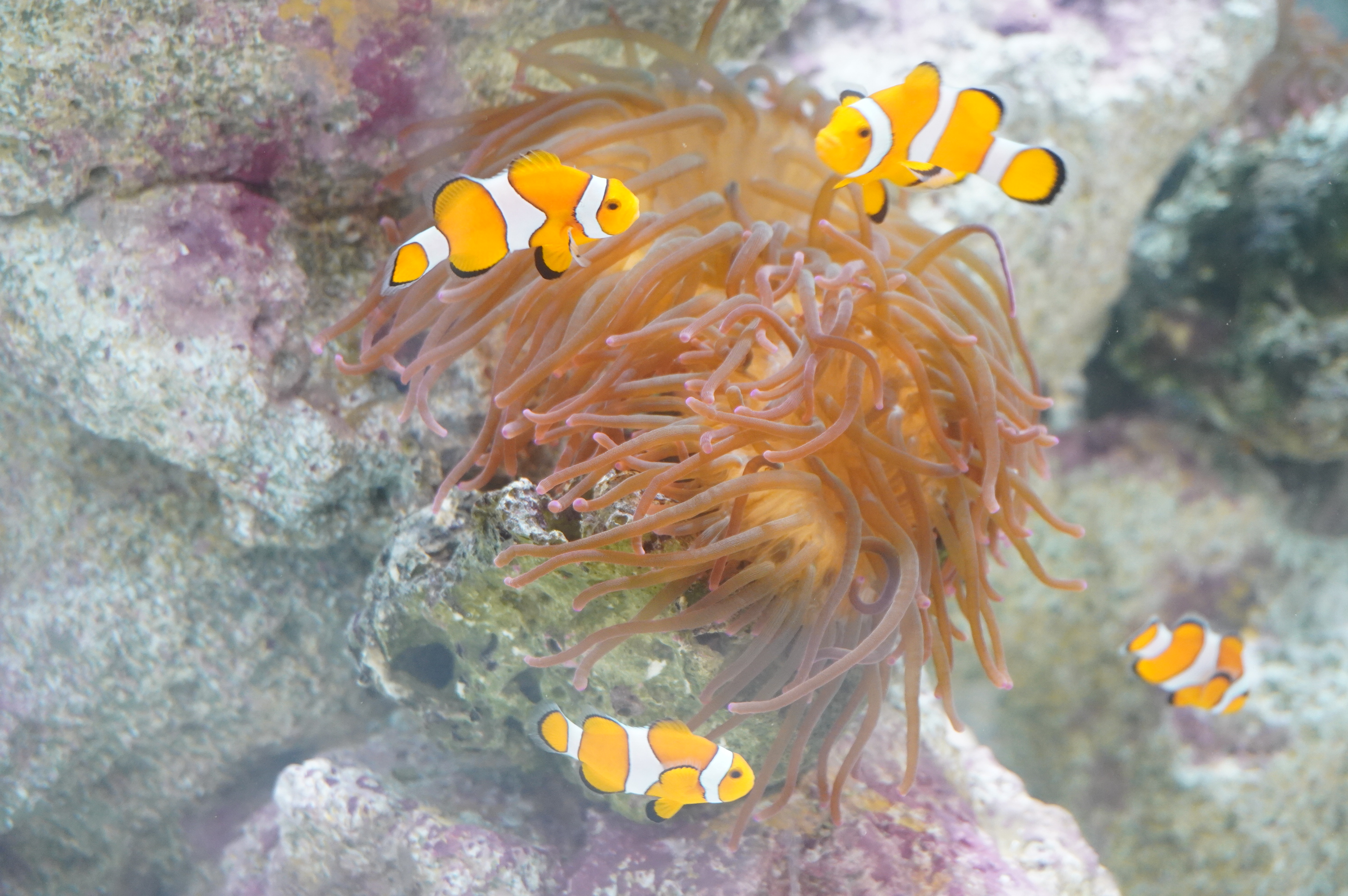 毒を無効化するクマノミ