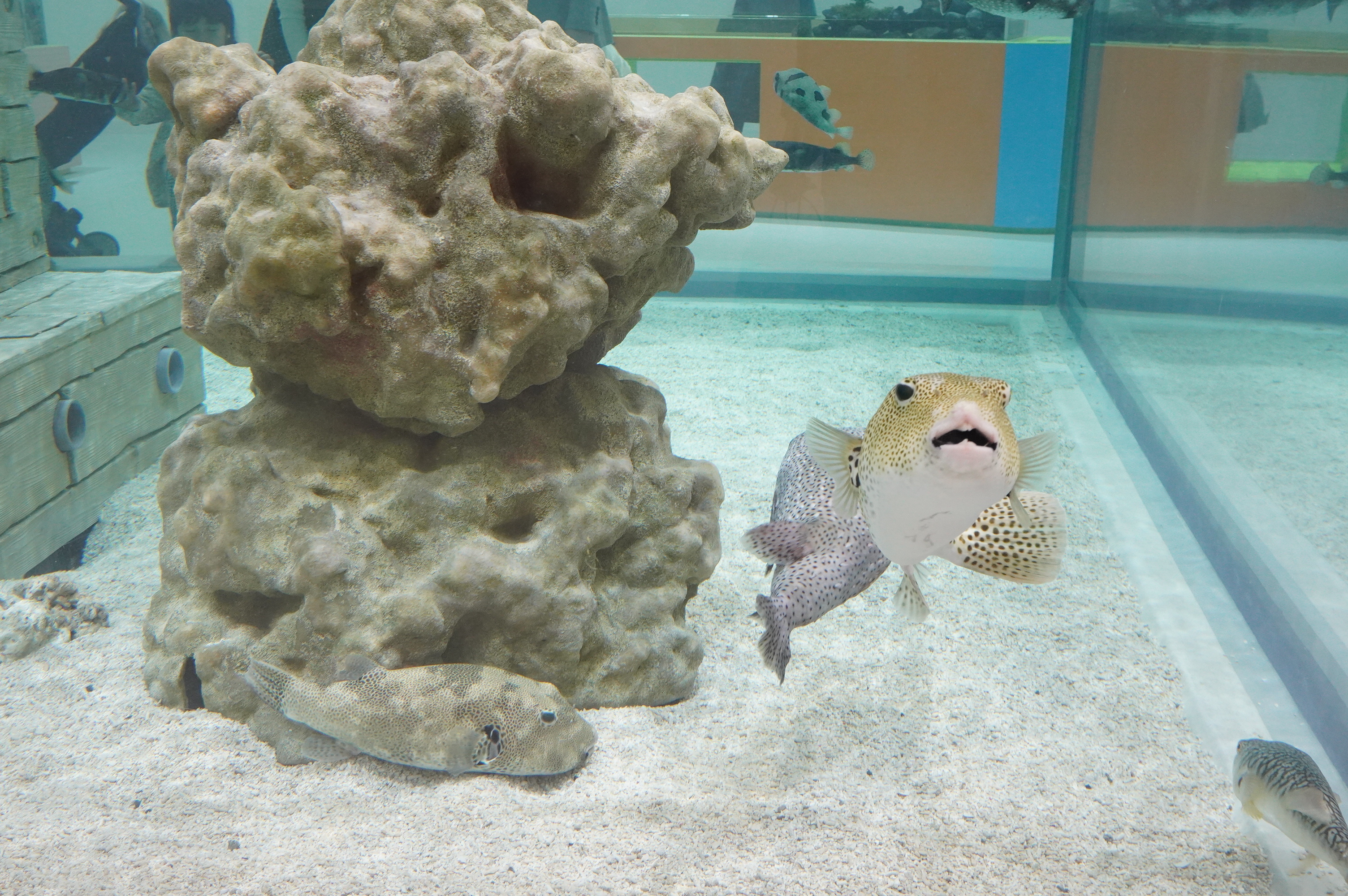 大水槽にはさまざまなフグ類が泳いでいる