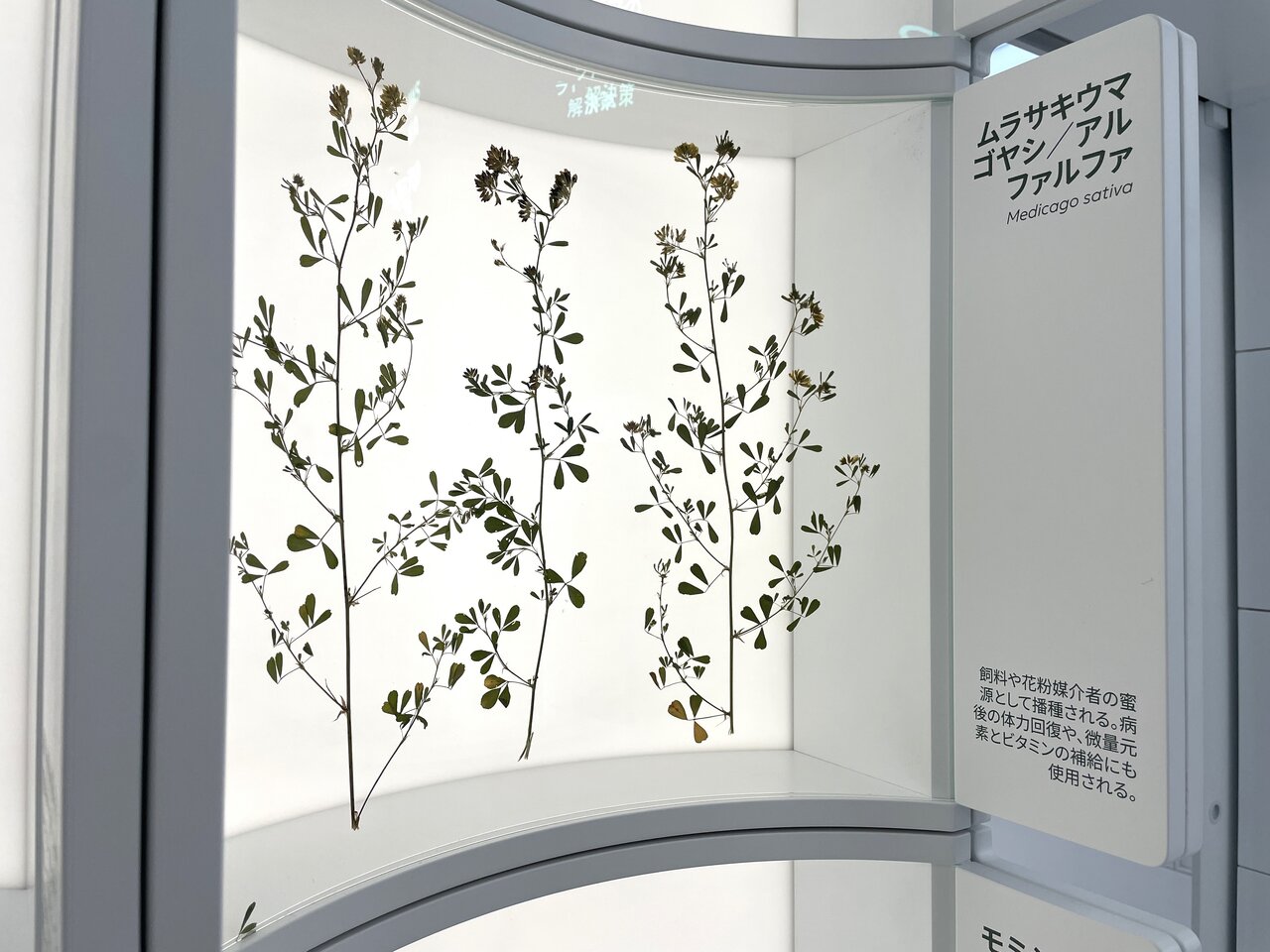大阪・関西万博バルト館　2025年６月