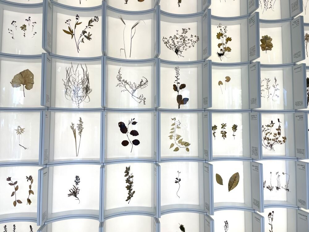 大阪・関西万博　バルト館　  一面に植物の標本の展示　2025年６月