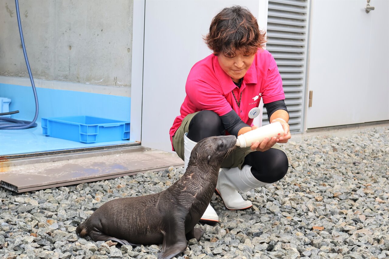 飼育員からミルクをもらうカリフォルニアアシカの赤ちゃん